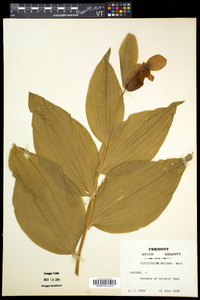 Cypripedium reginae image