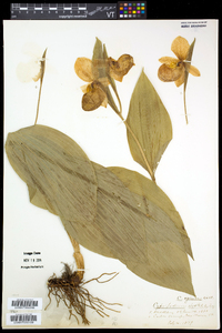 Cypripedium reginae image