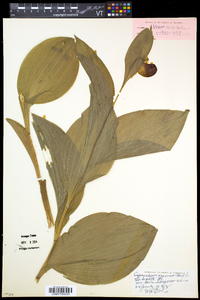 Cypripedium reginae image