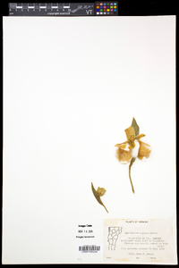 Cypripedium reginae image