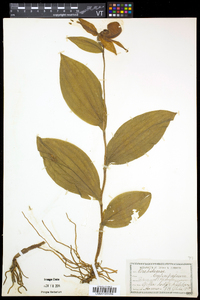 Cypripedium parviflorum var. pubescens image