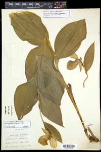 Cypripedium reginae image