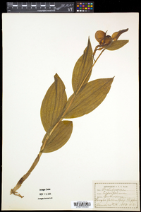 Cypripedium parviflorum var. pubescens image