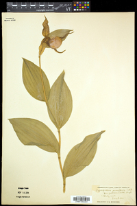 Cypripedium parviflorum var. pubescens image