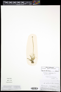 Eriocaulon aquaticum image