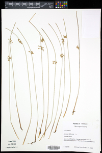 Juncus filiformis image
