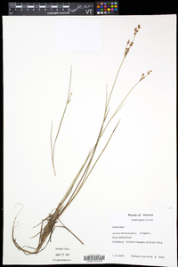 Juncus brevicaudatus image