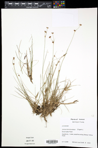 Juncus brevicaudatus image