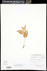 Maianthemum trifolium image