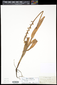 Platanthera dilatata image