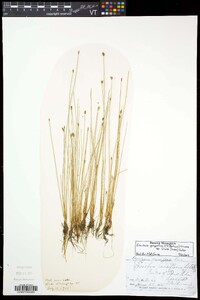 Eleocharis quinqueflora image