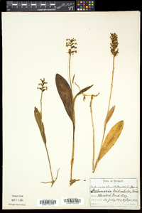 Platanthera clavellata image