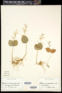 Listera convallarioides image