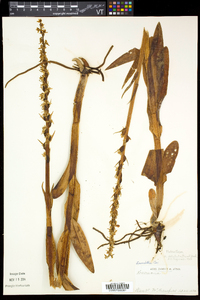 Platanthera dilatata image