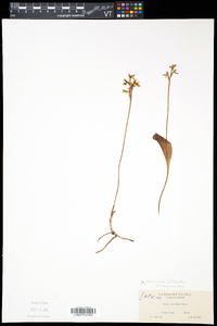 Amerorchis rotundifolia image