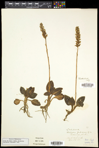 Goodyera pubescens image