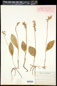 Amerorchis rotundifolia image