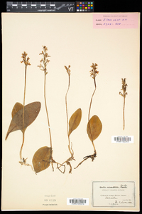 Amerorchis rotundifolia image