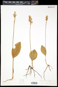 Amerorchis rotundifolia image