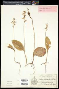 Amerorchis rotundifolia image