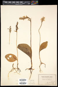 Amerorchis rotundifolia image