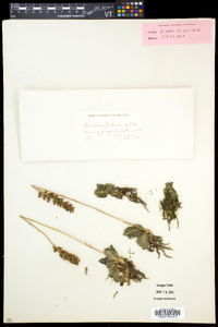 Goodyera pubescens image