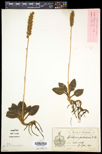 Goodyera pubescens image