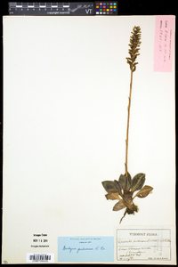 Goodyera pubescens image