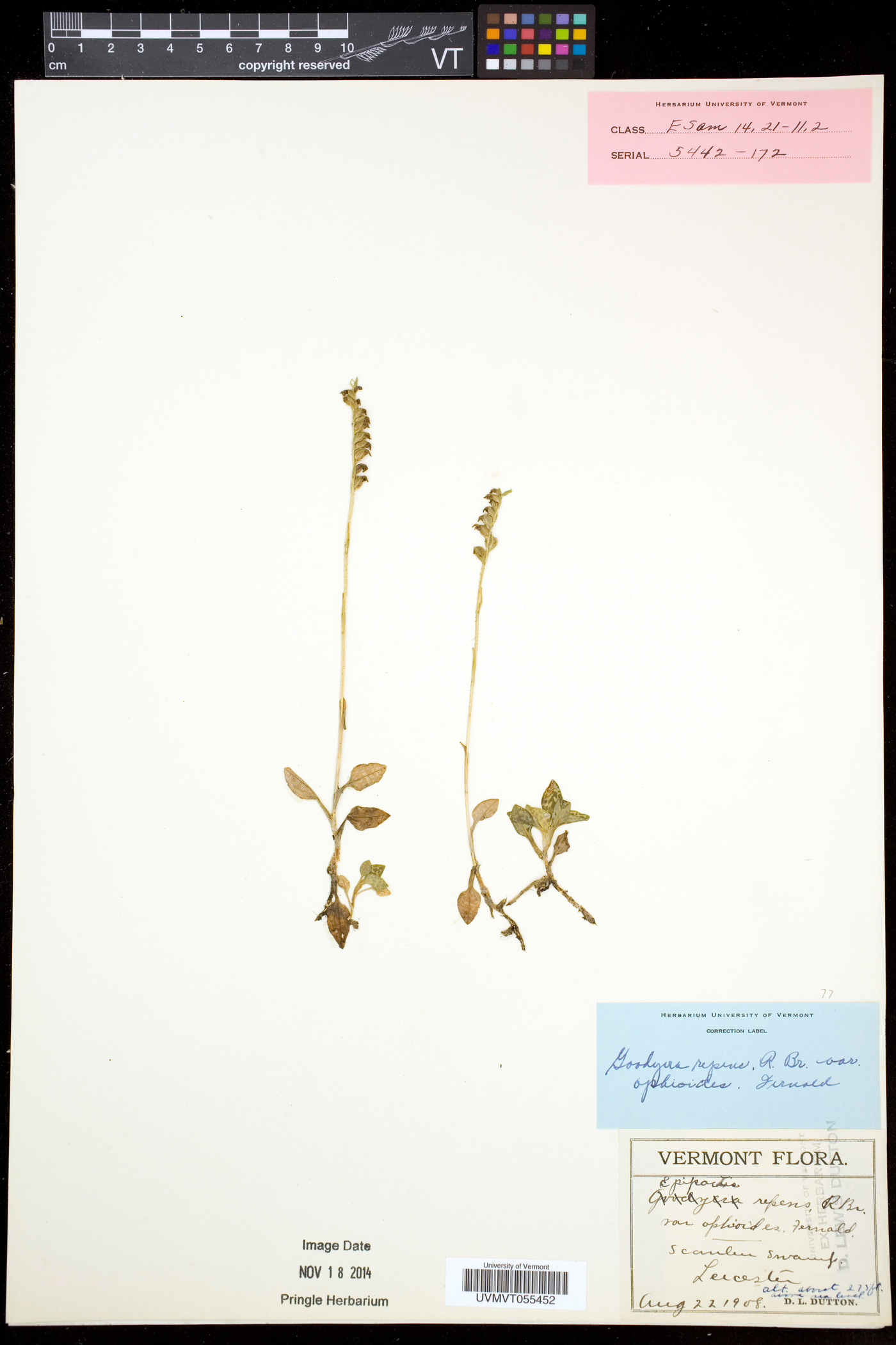 Goodyera repens image