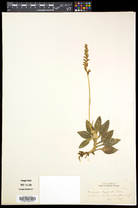 Goodyera tesselata image