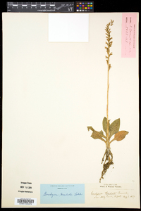 Goodyera tesselata image