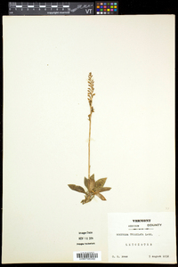 Goodyera tesselata image