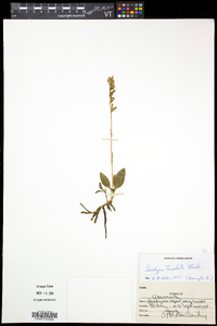 Goodyera tesselata image