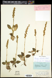 Goodyera tesselata image