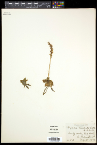 Goodyera tesselata image