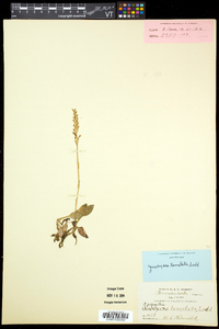 Goodyera tesselata image