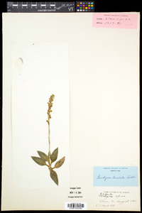 Goodyera tesselata image