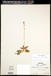 Goodyera tesselata image