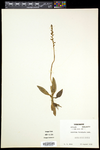 Goodyera tesselata image