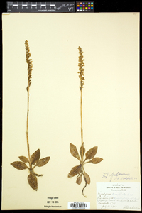 Goodyera pubescens image