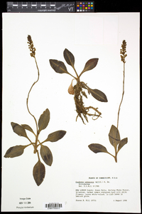 Goodyera pubescens image