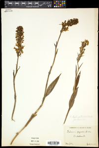 Platanthera blephariglottis var. blephariglottis image