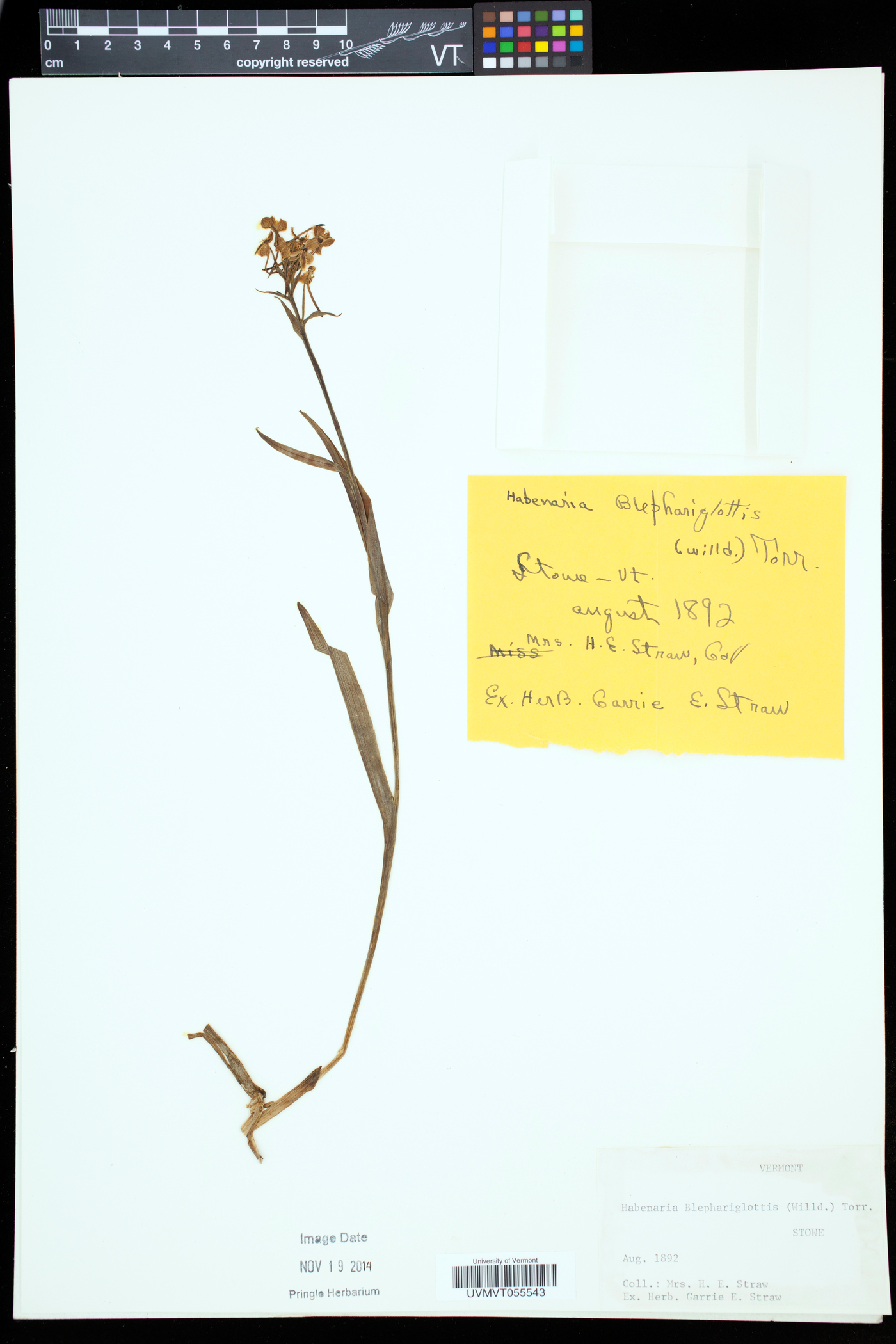 Platanthera blephariglottis var. blephariglottis image