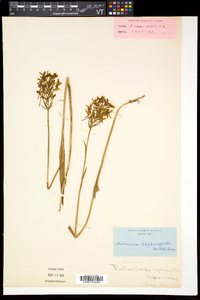 Platanthera blephariglottis var. blephariglottis image