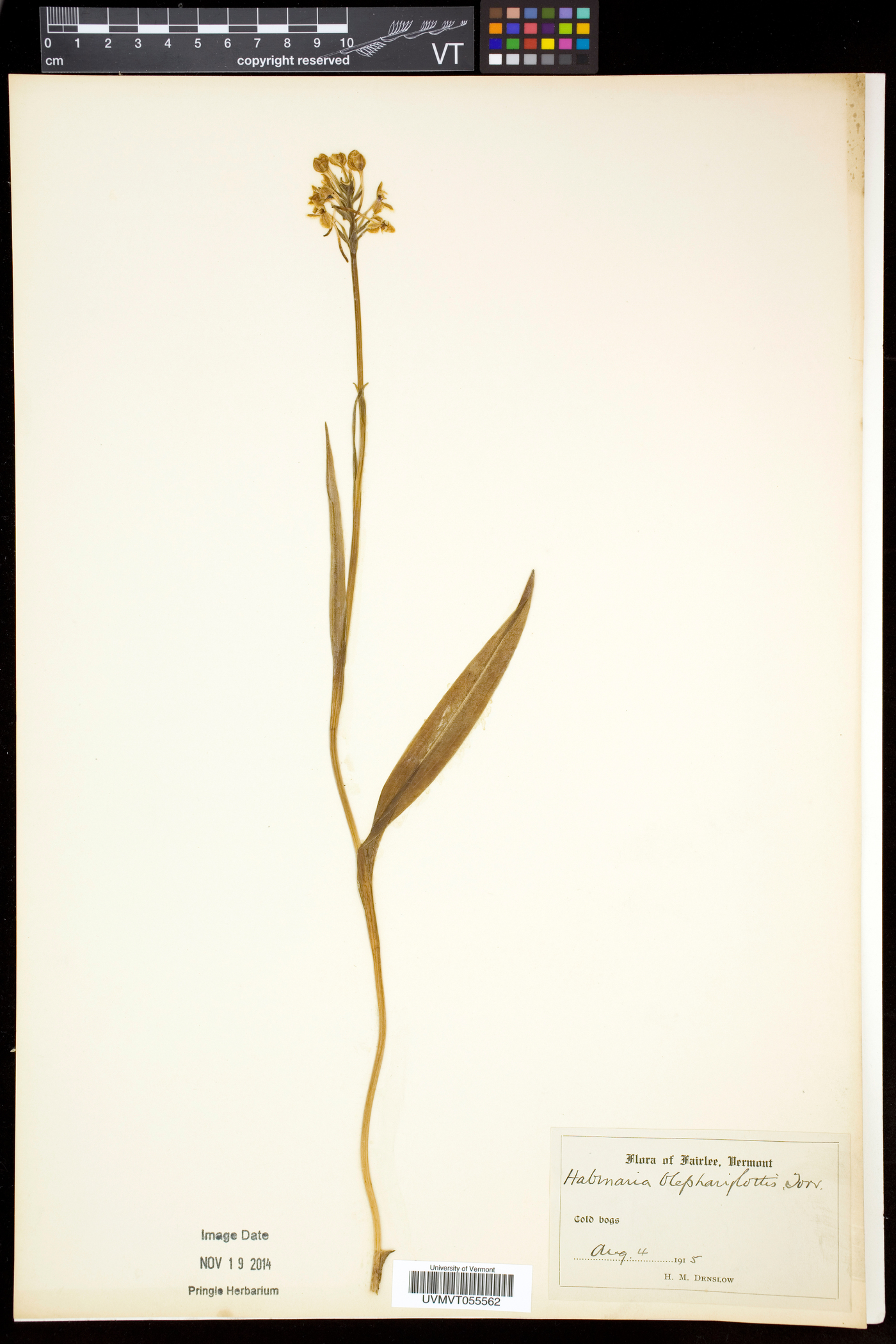 Platanthera blephariglottis var. blephariglottis image
