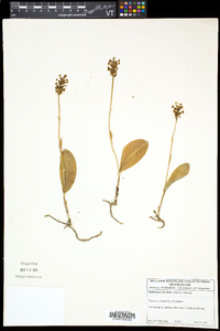 Platanthera clavellata image