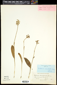 Platanthera clavellata image