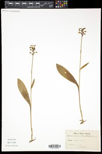 Platanthera clavellata image