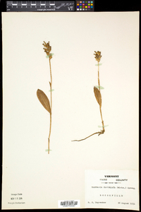 Platanthera clavellata image