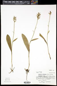 Platanthera clavellata image